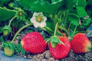 4 People's heroic fertilizer to grow strawberries