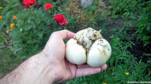 What to do to garlic grown close