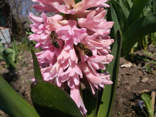 Hyacinth in my garden
