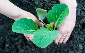 Fertilizing cabbage seedlings for rapid growth and protection from disease (folk remedy).