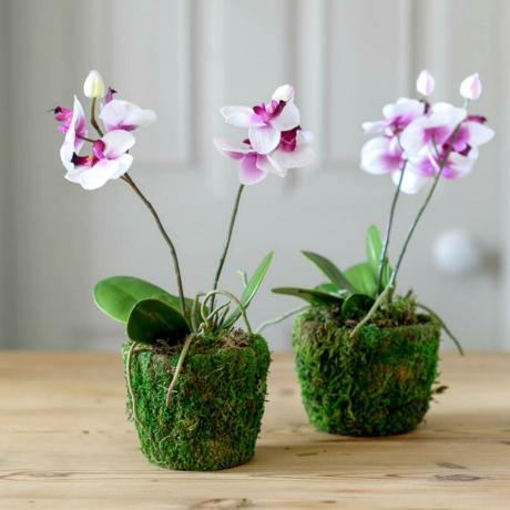 Drying the roots, though, and makes phalaenopsis blossom (stress) causes great harm to the roots