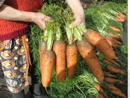 ⚡ August - time to feed carrots to a good harvest. 3 best recipe