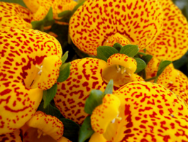 Calceolaria or small shoes - beautiful plant that is impressive!