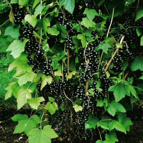 Enviable crop of black currant. Photo for the article are taken from the Internet