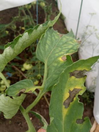 Start late blight - the appearance of dark spots on the leaves brown.