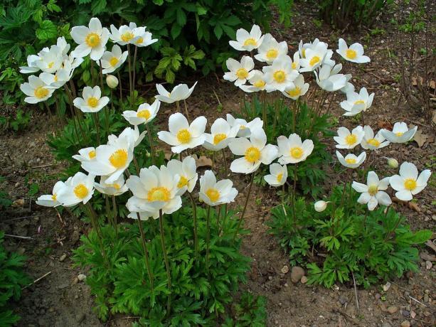 Anemones planted in groups