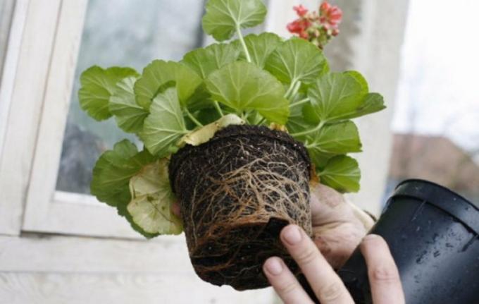 Geranium transplanted transshipment without damaging the roots. Photo: fermer.blog