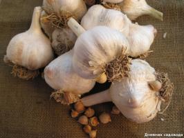 How to make the large heads of garlic