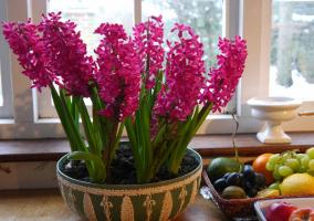Neodnorazovy: happy owners Hyacinth. 3 delights flower and how to maintain after flowering