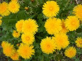 Dandelion field: how to get rid of weeds