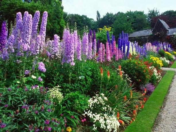Excellent beds with perennial delphiniums