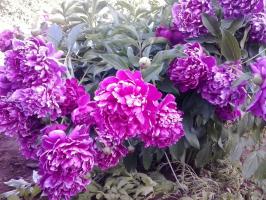 Peonies faded? The feed to bloom magnificently in the next year