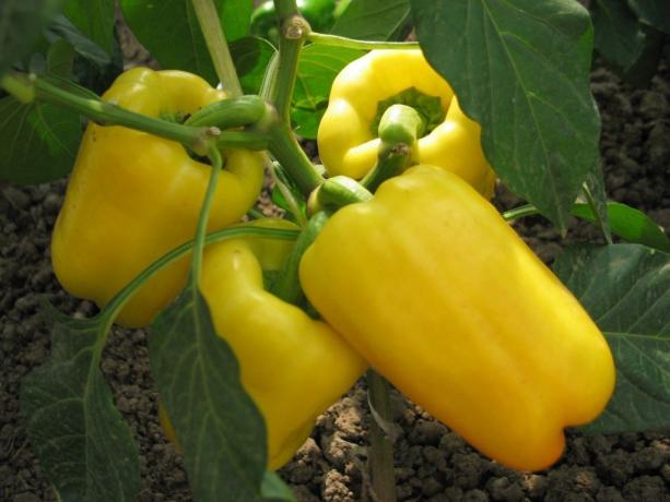 Appetizing yellow pepper. Photos from domosedkam.ru