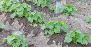 How to water the cucumbers that would not destroy the crop.