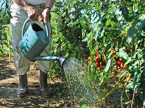 Tomatoes like heat and moisture (teplicnik.ru)
