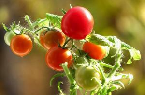 Tomatoes will be sweet! the secrets of growing