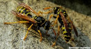 Getting rid of wasps in the country