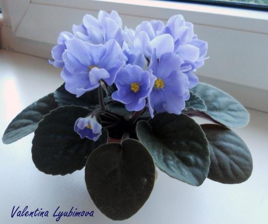 Blue violet (photo Valentina Lubimova from the forum)