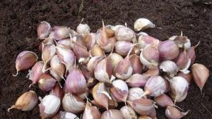 Preparing winter garlic for planting: professional advice.