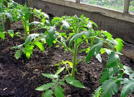 How to save the seedlings of tomatoes in the greenhouse frost.
