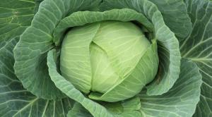 The best varieties of cabbage in 2019, suitable for fermentation and storage.