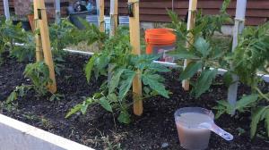 What to feed seedlings of tomatoes and why it is necessary to temper it?