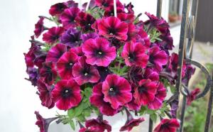 Surfiniya - perfection petunias. Familiarity with luxurious and unpretentious flower