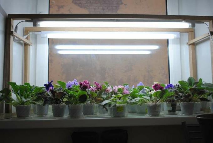 A successful lighting of violets on the windowsill. A photo: http://forumimage.ru/