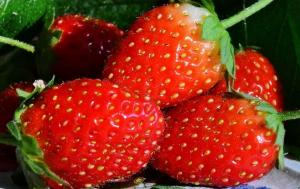 Hell solution against pests and diseases, and not only the strawberry