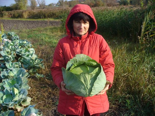 Oktyabrsky cabbage collection (photos for publication taken from the Internet)