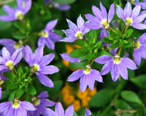 Flower Form Scaevola pleasant well recognizable. Take a closer look: the petals are arranged like a fan with only one hand! Photo: violet-bryansk.ru