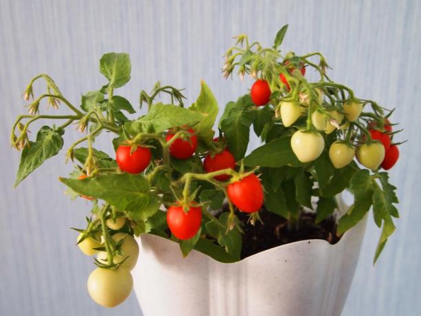 Young bush cherry tomatoes "Balcony miracle", who grew up on my windowsill.