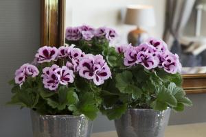 He does not like geraniums? Frequent and serious errors in care