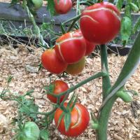 Why cracked tomatoes, or "Where is thin, there and tear"