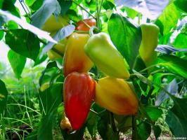 Next to some crops can not be planted pepper