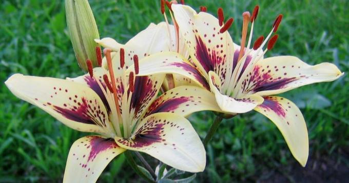 Asiatic hybrids - real masterpieces.