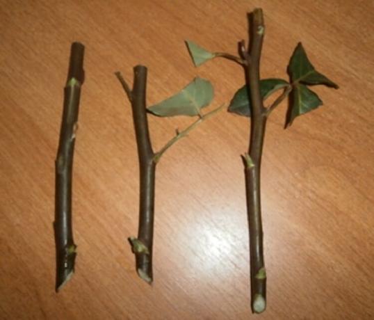 Photo examples cuttings of roses from buktea