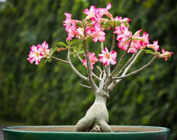Blooming Adenium. Incidentally, the seal is obtained only in plants grown from seed. I'm in the process! A photo: https://уходзацветами.рф/
