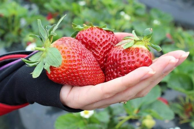 Large strawberries