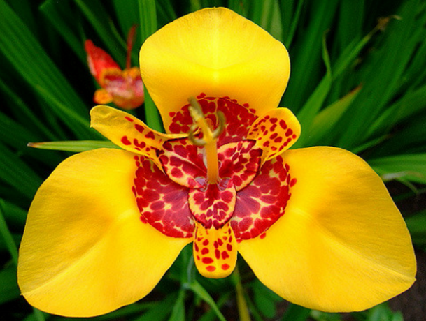 Tigridia -bright plant with variegated petals.
