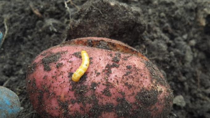 Photo wireworms, devouring the potatoes from the Internet.
