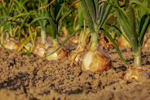 Tricks for winter planting of onion, which will protect against pests and diseases
