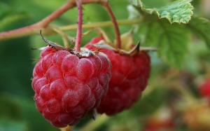 Useful Tricks planting raspberry in spring