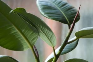 Blunders in the care of a ficus