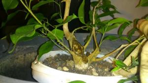 The best feed Ficus Benjamin. Traditional recipes