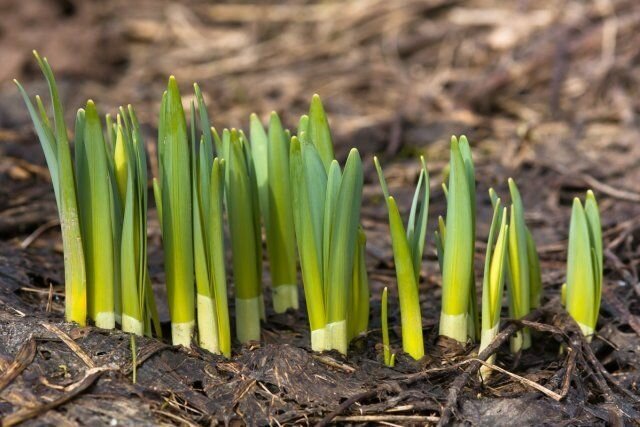 Shoots of daffodils already reminiscent of a pleasant smell, which soon will please every guest spring garden