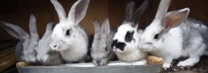 Rabbits on the floor: the cheapest and easiest way to content