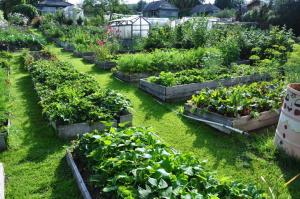 6 biggest mistakes that can be allowed in the garden and you
