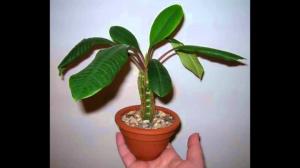 Indoor grow Euphorbia correctly. subtleties of care