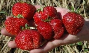 Which varieties to plant strawberries to feed sweetly berries all summer.